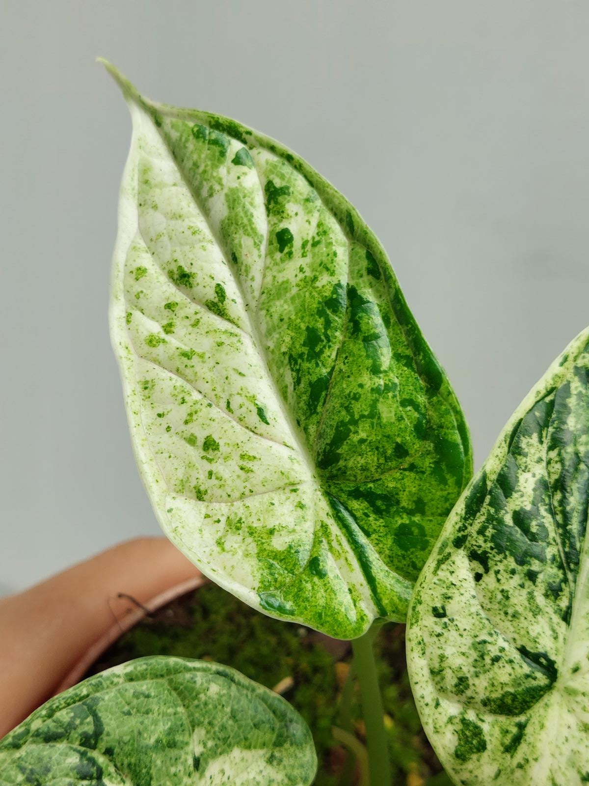 Alocasia Dragon Scale Mint