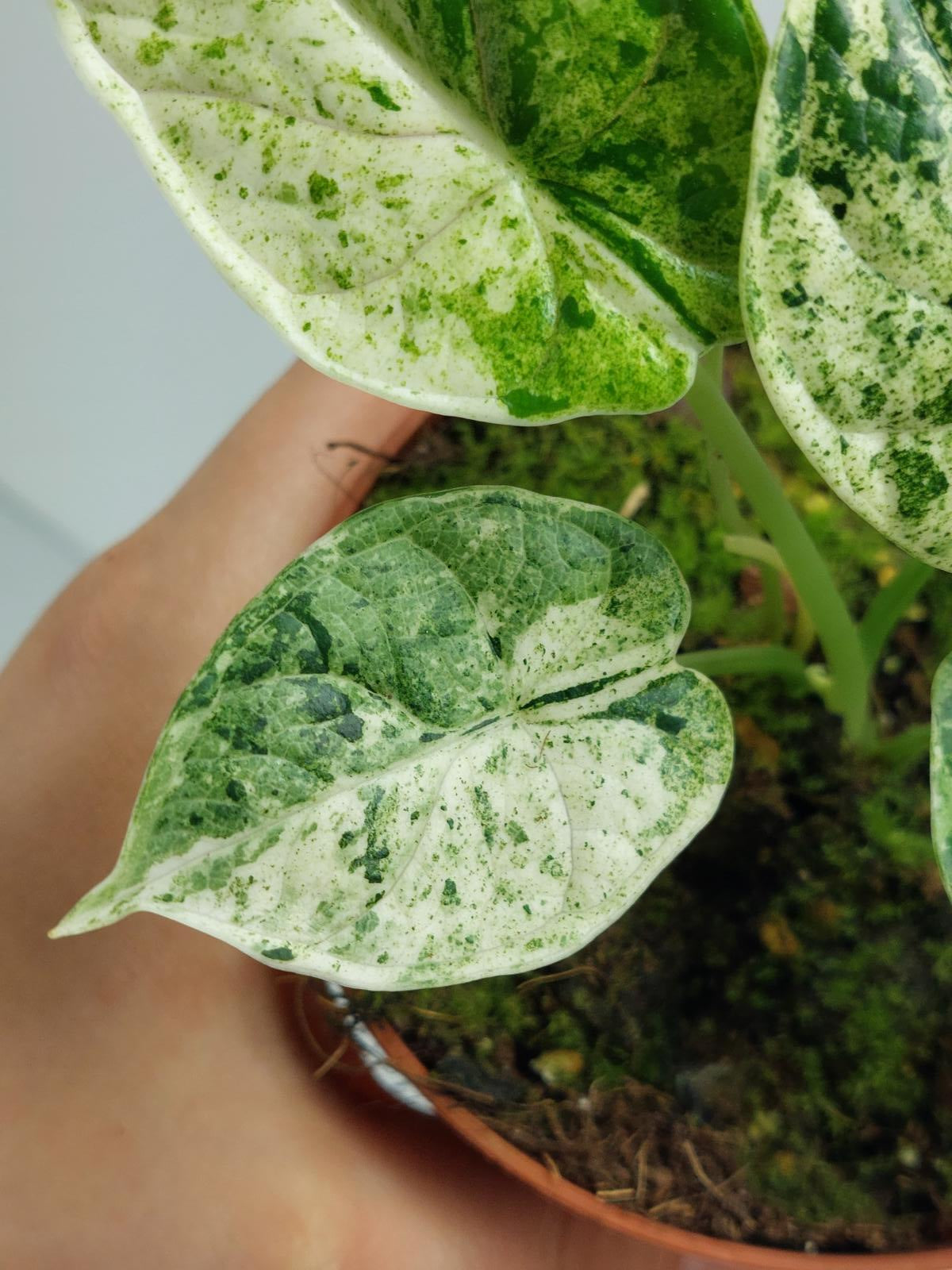 Alocasia Dragon Scale Mint