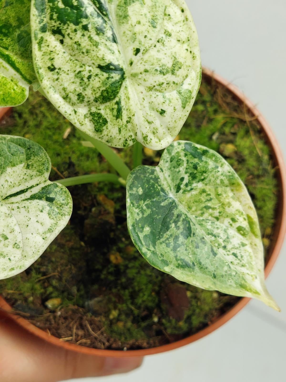 Alocasia Dragon Scale Mint