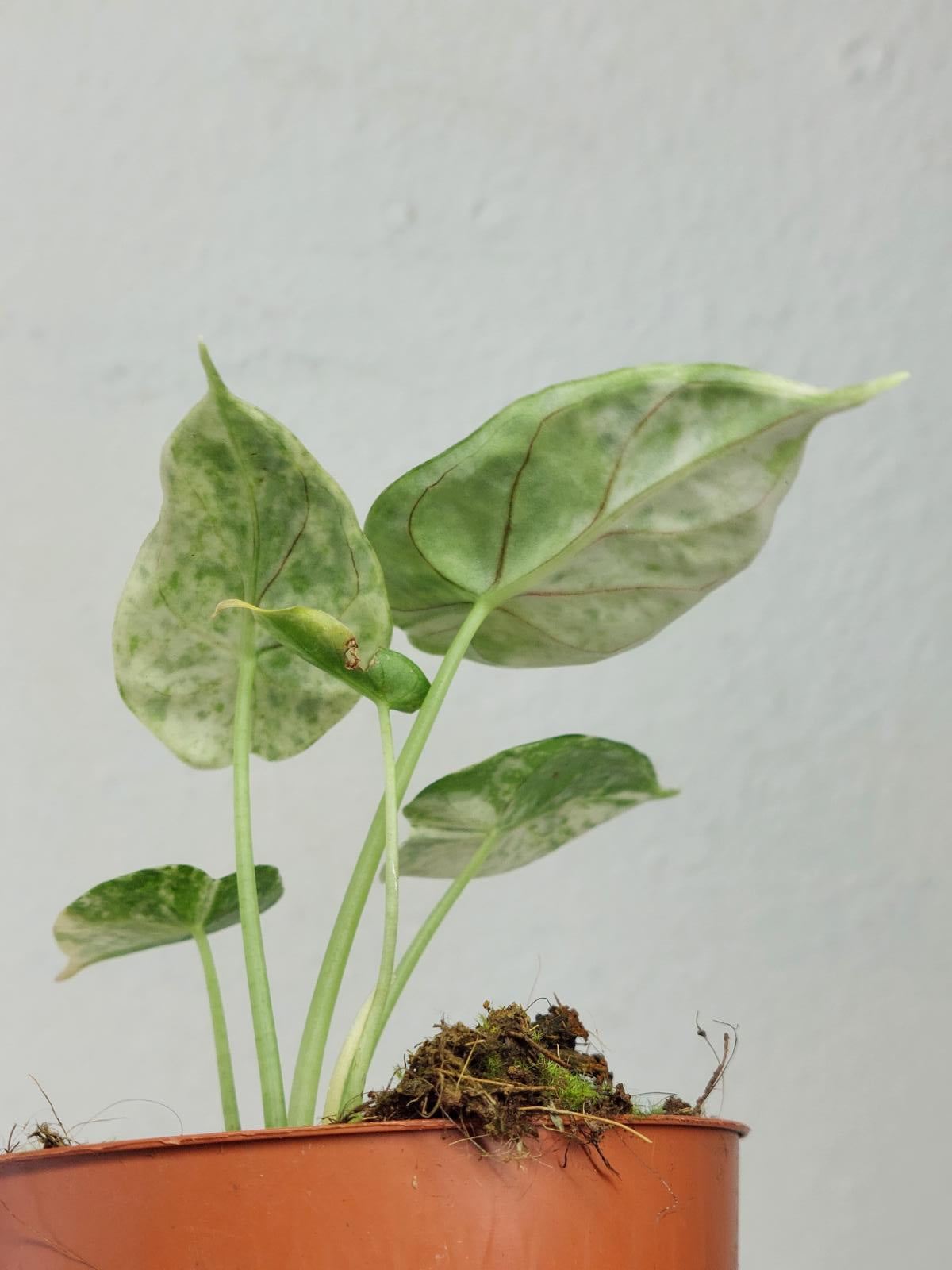 Alocasia Dragon Scale Mint