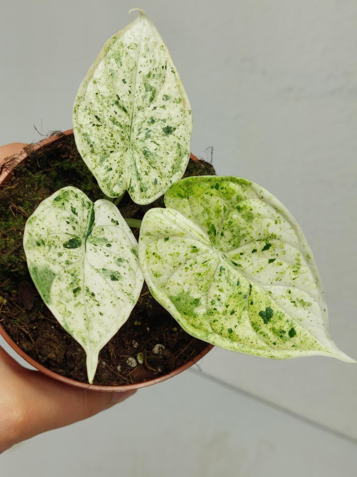 Alocasia Dragon Scale Mint