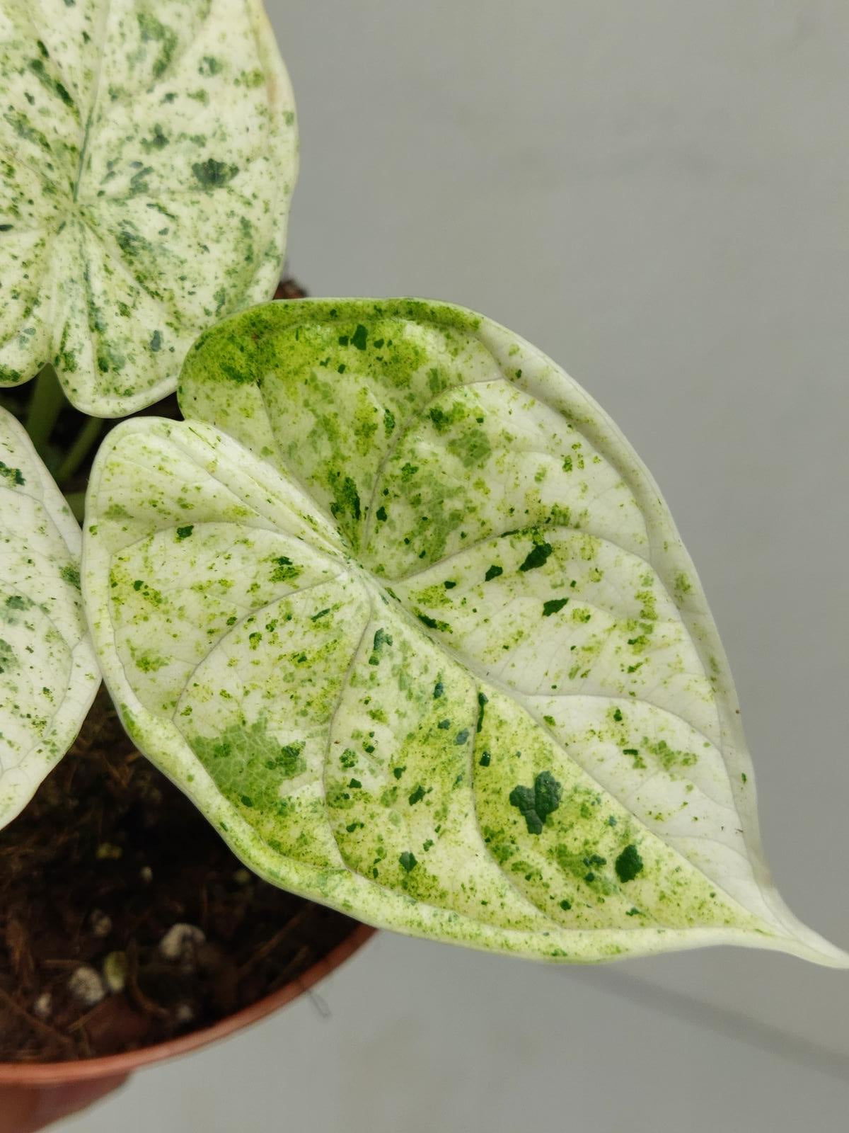 Alocasia Dragon Scale Mint