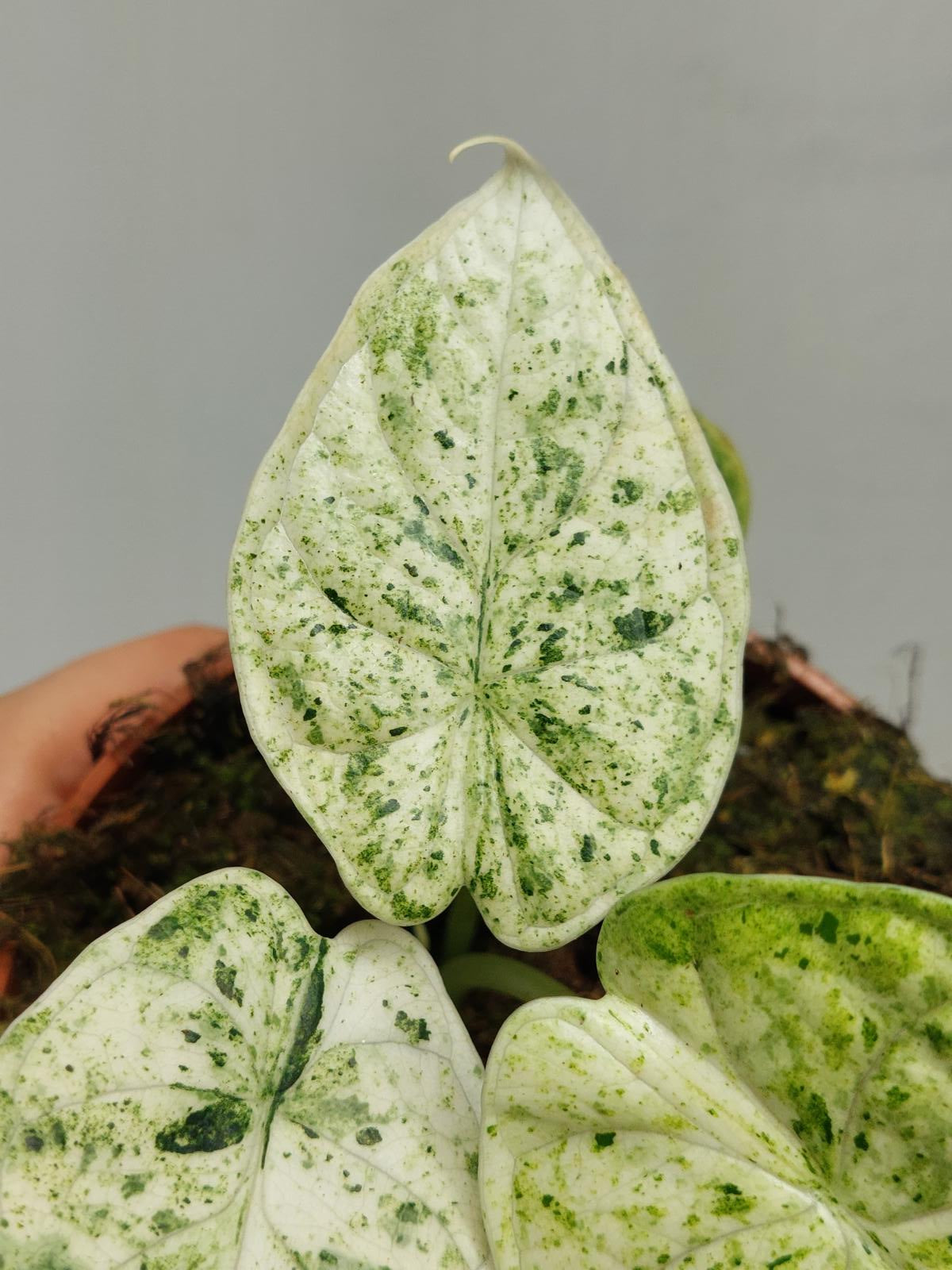 Alocasia Dragon Scale Mint