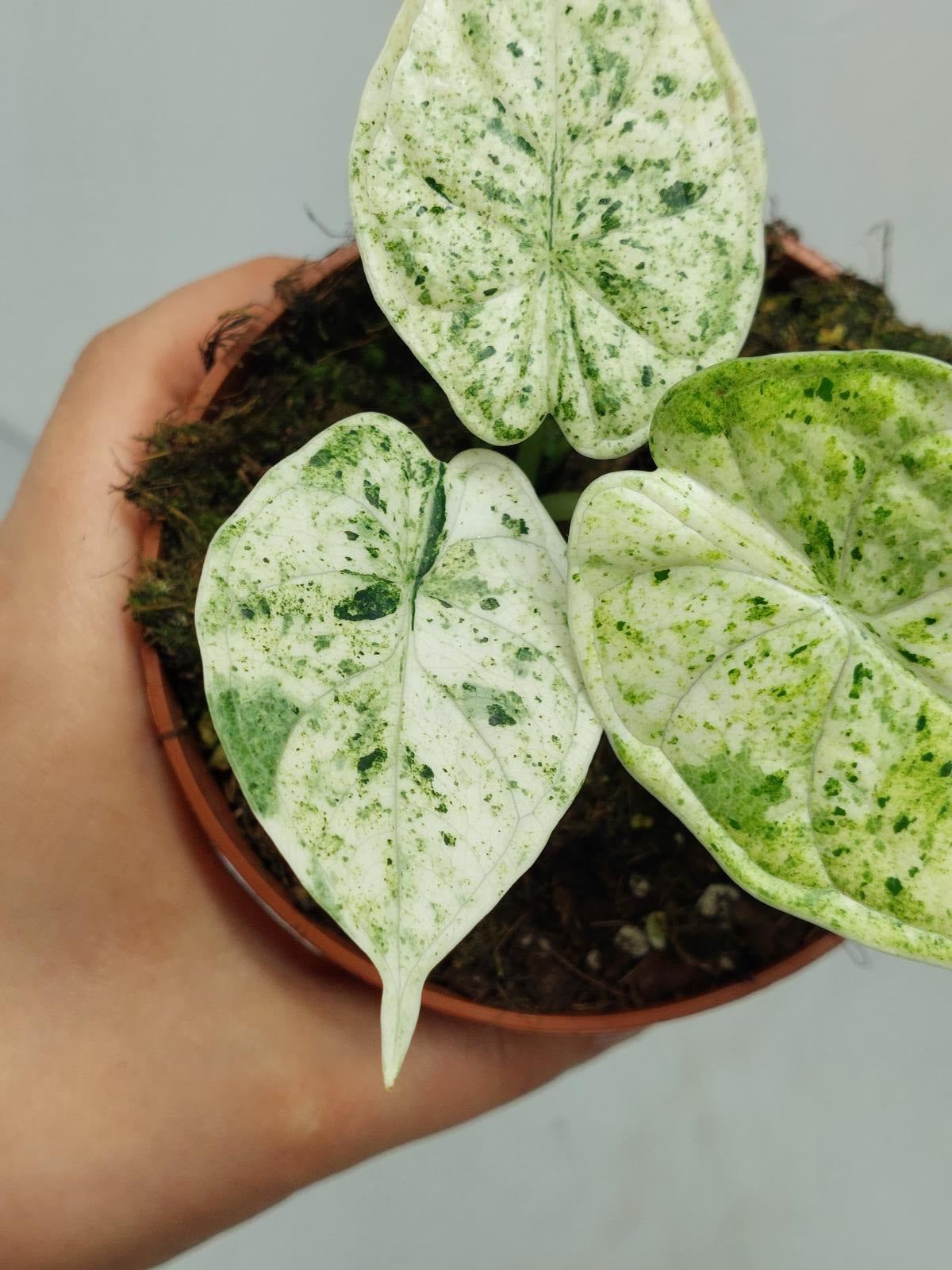 Alocasia Dragon Scale Mint