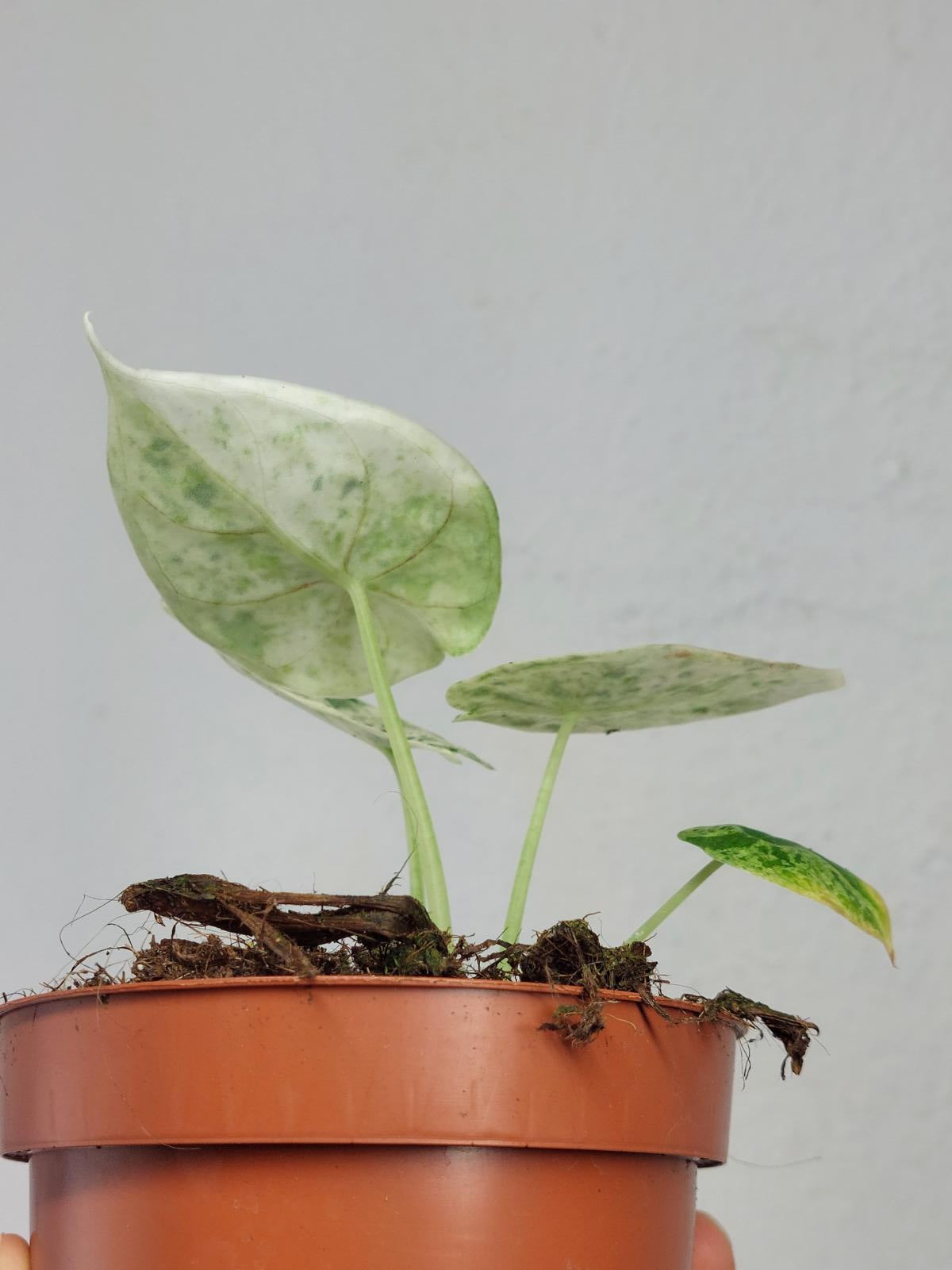 Alocasia Dragon Scale Mint