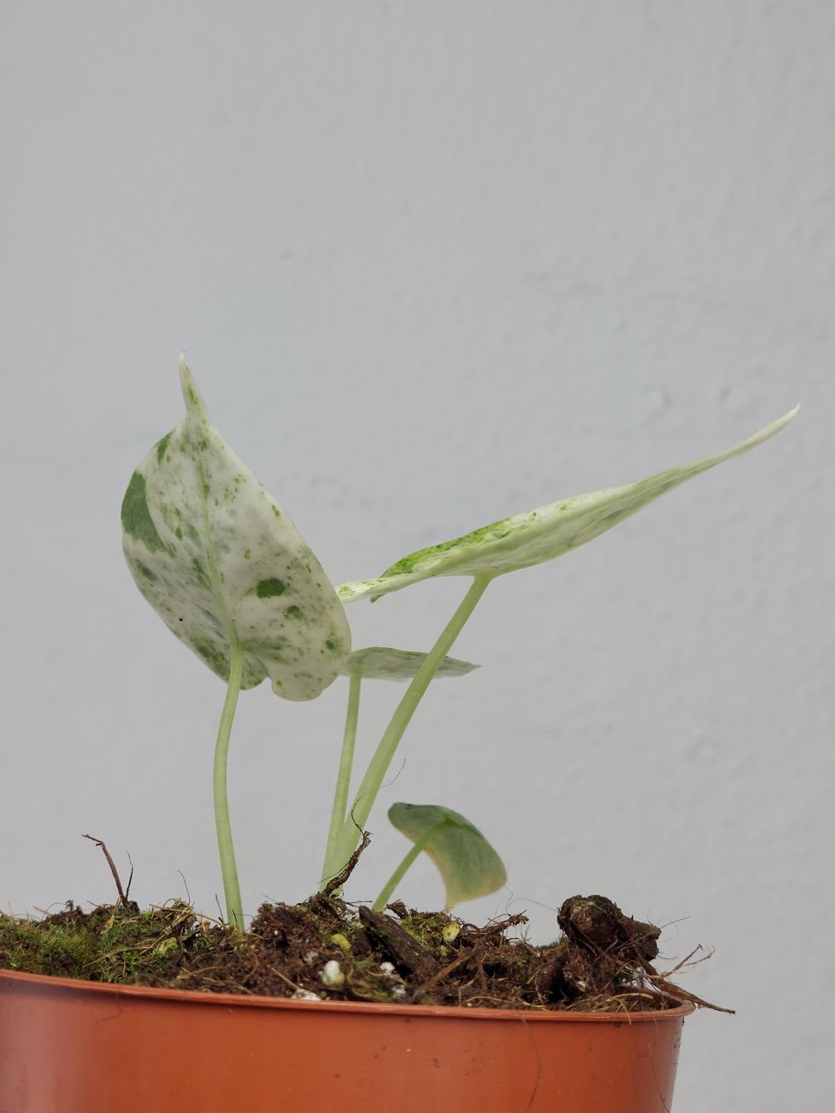 Alocasia Dragon Scale Mint