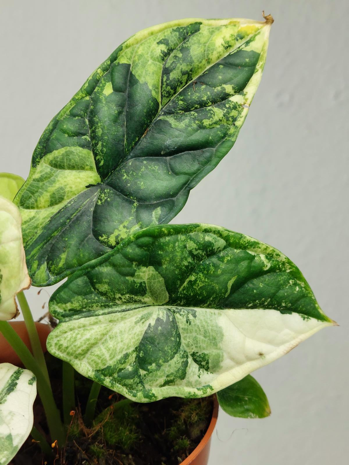 Alocasia Dragon Scale Variegata