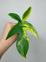 Philodendron Florida Beauty Steckling