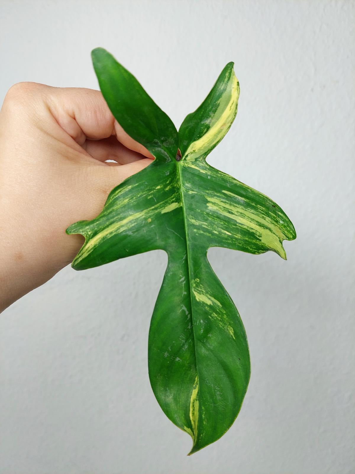 Philodendron Florida Beauty Steckling