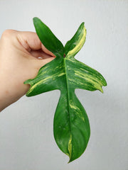 Philodendron Florida Beauty Steckling