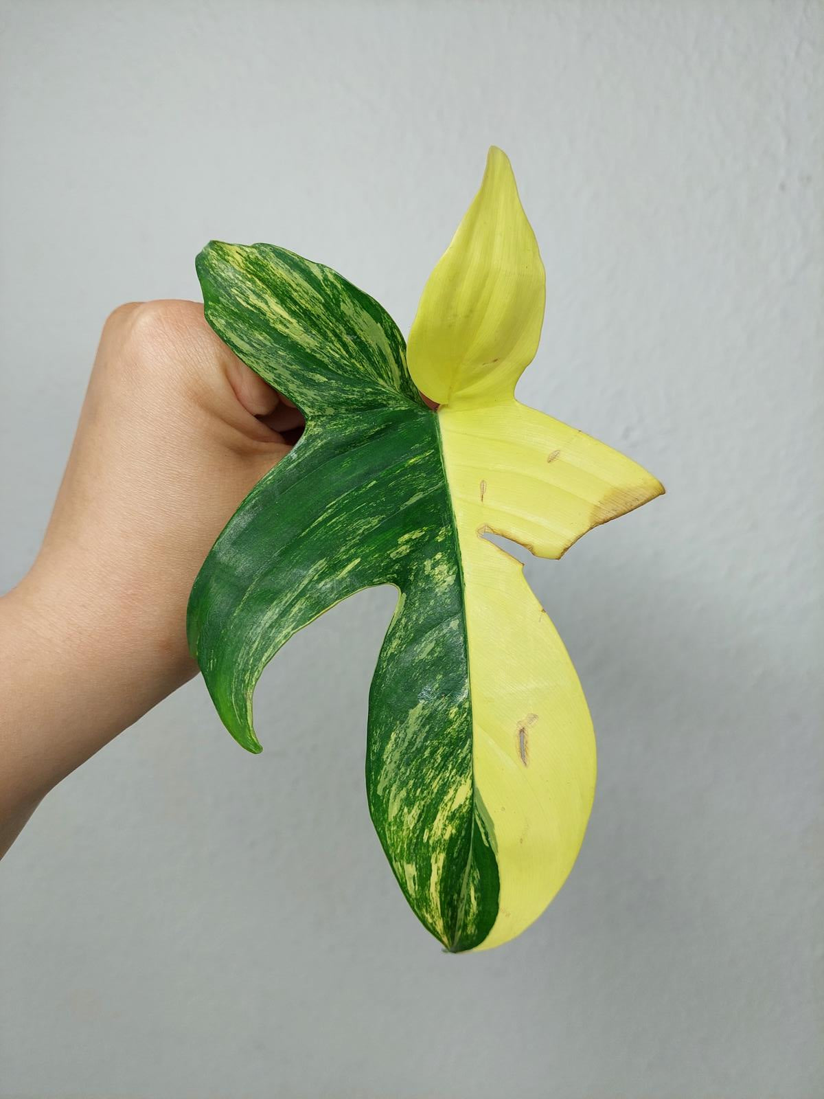 Philodendron Florida Beauty Steckling