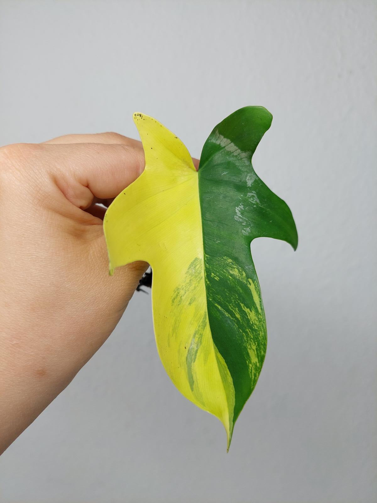 Philodendron Florida Beauty Steckling