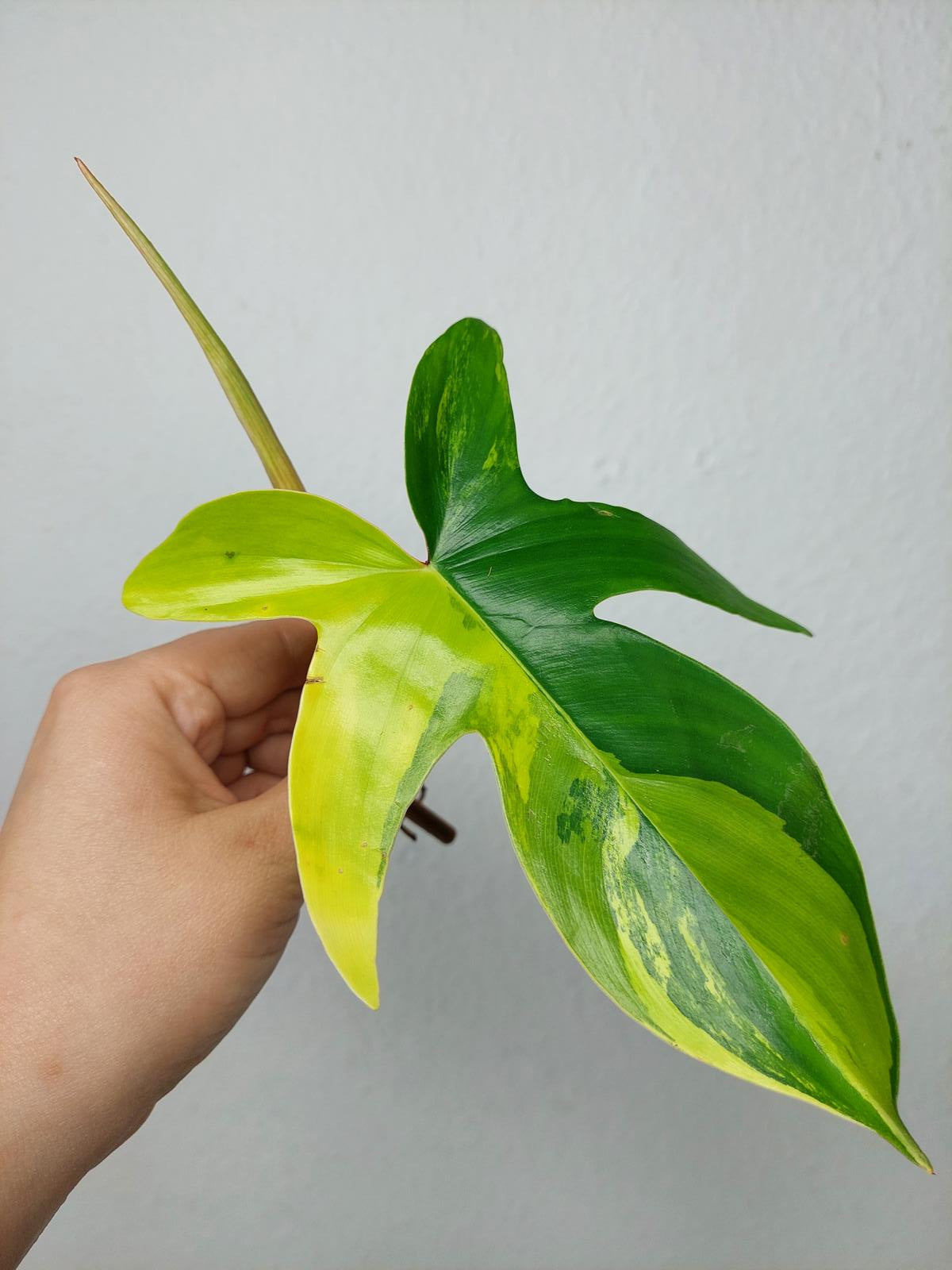 Philodendron Florida Beauty Steckling