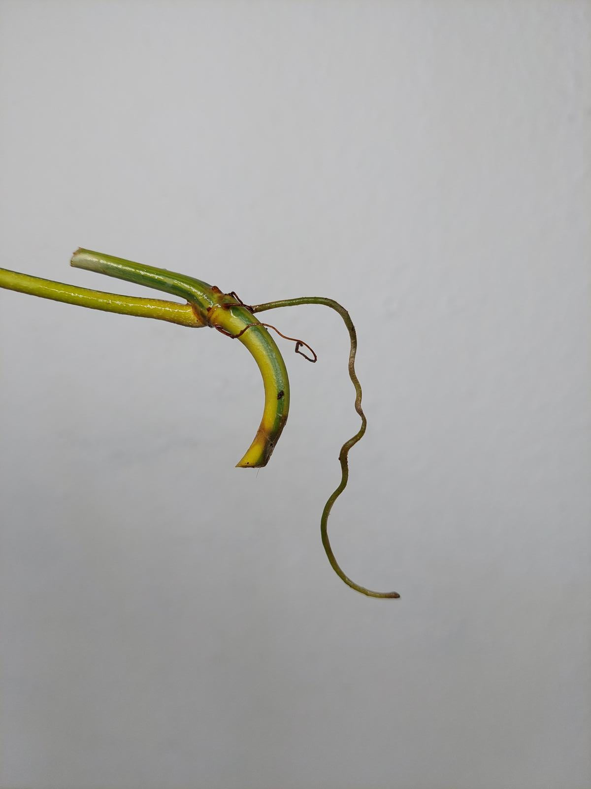 Philodendron Florida Beauty Steckling