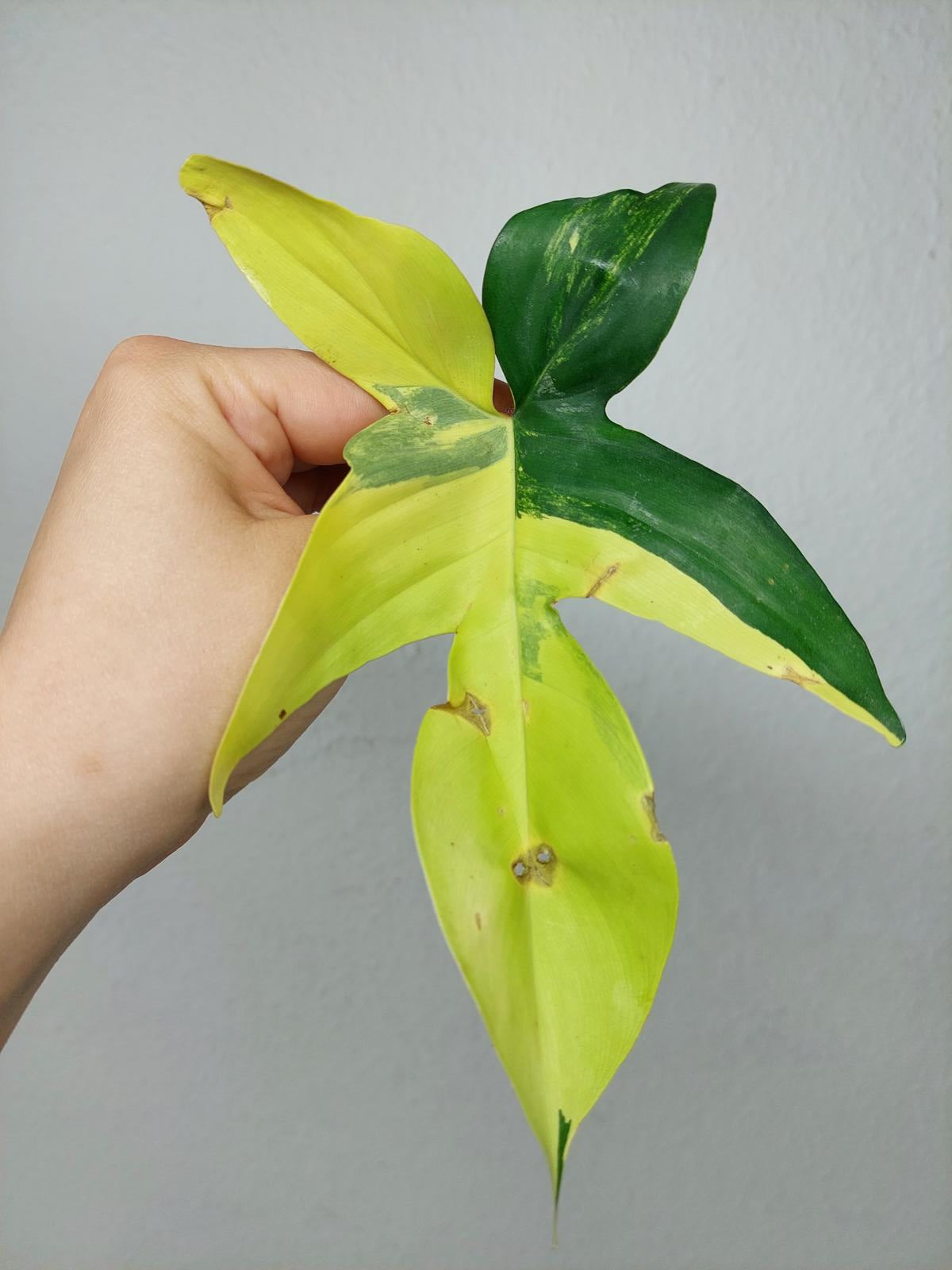 Philodendron Florida Beauty Steckling