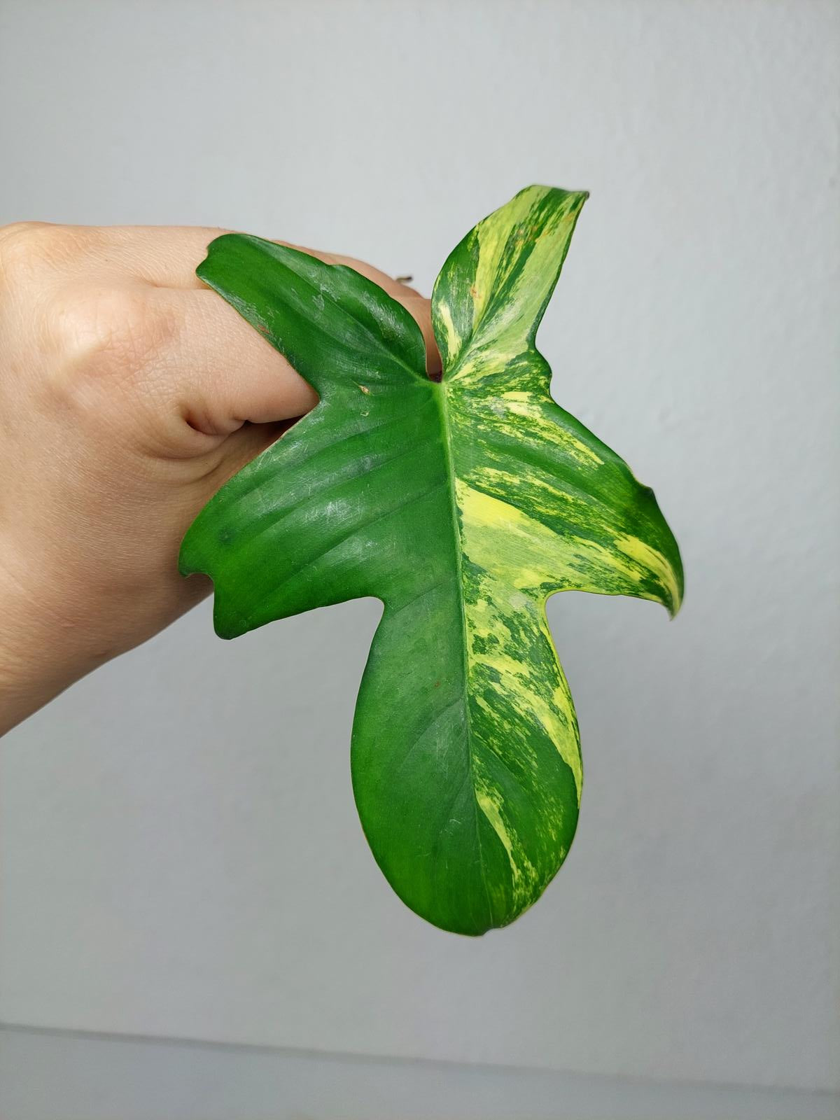 Philodendron Florida Beauty Steckling
