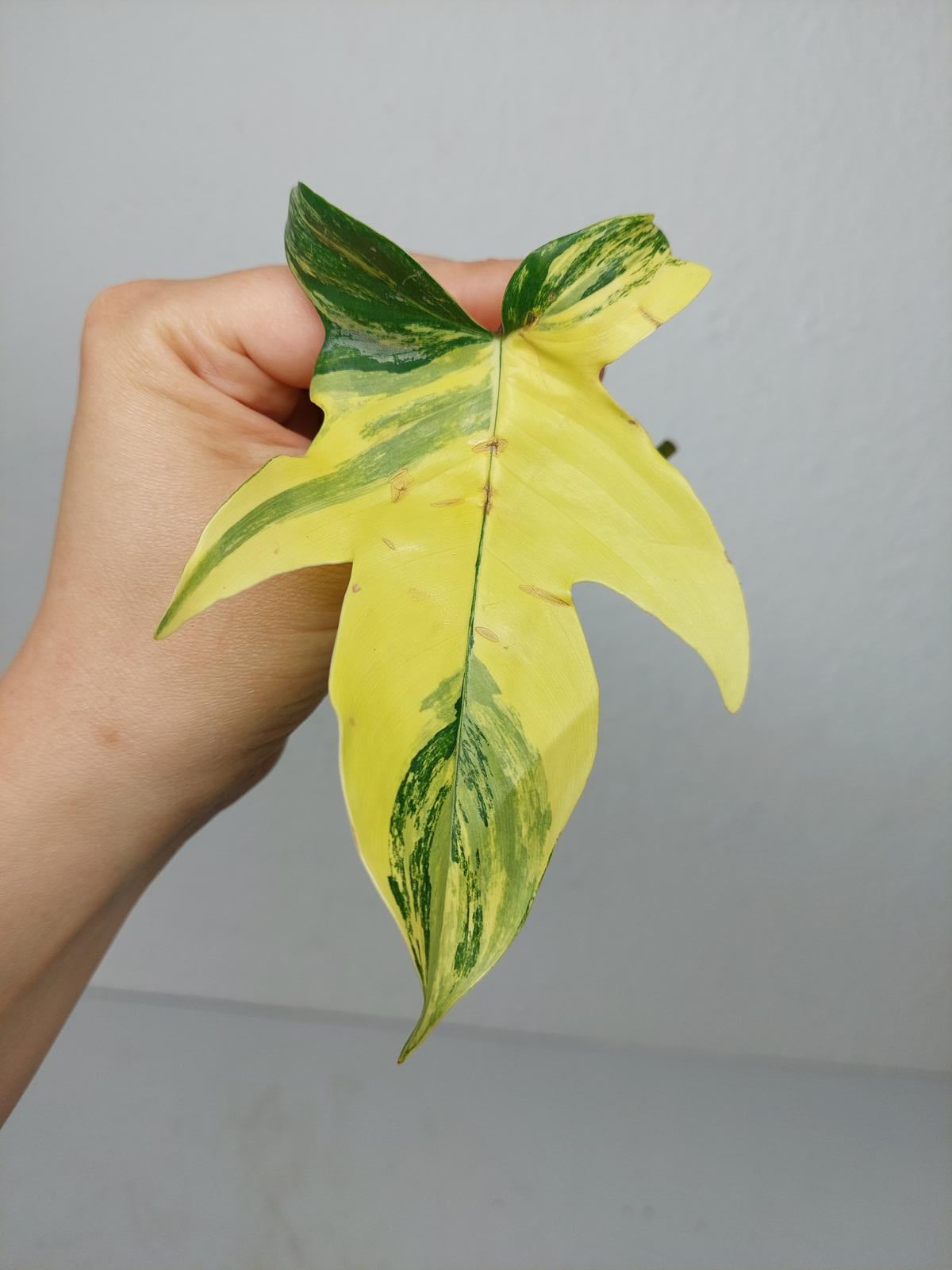 Philodendron Florida Beauty Steckling