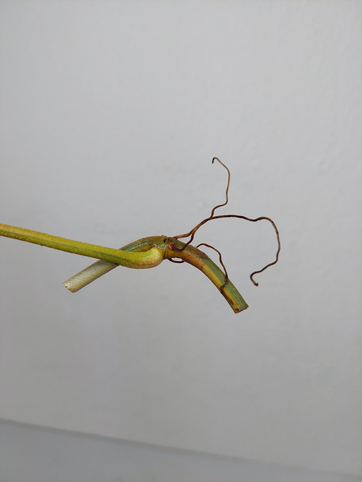 Philodendron Florida Beauty Steckling