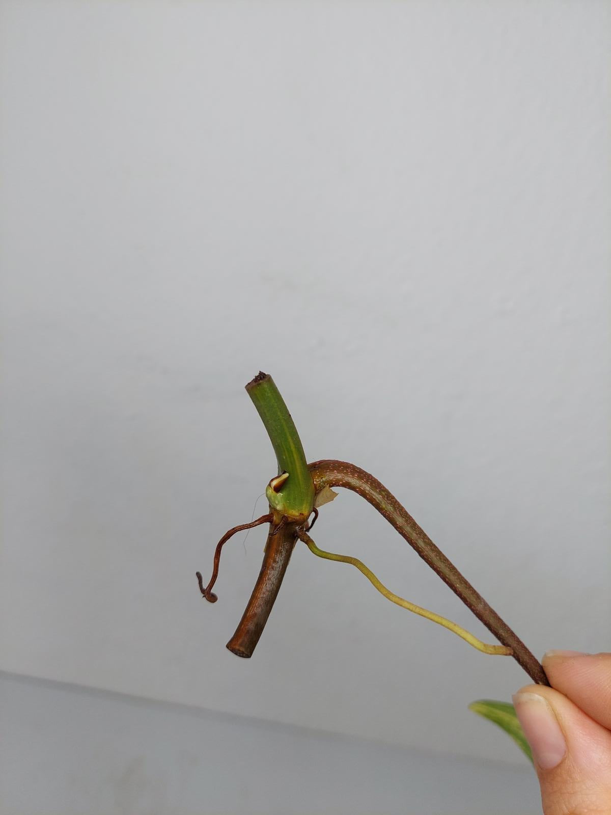 Philodendron Florida Beauty Steckling