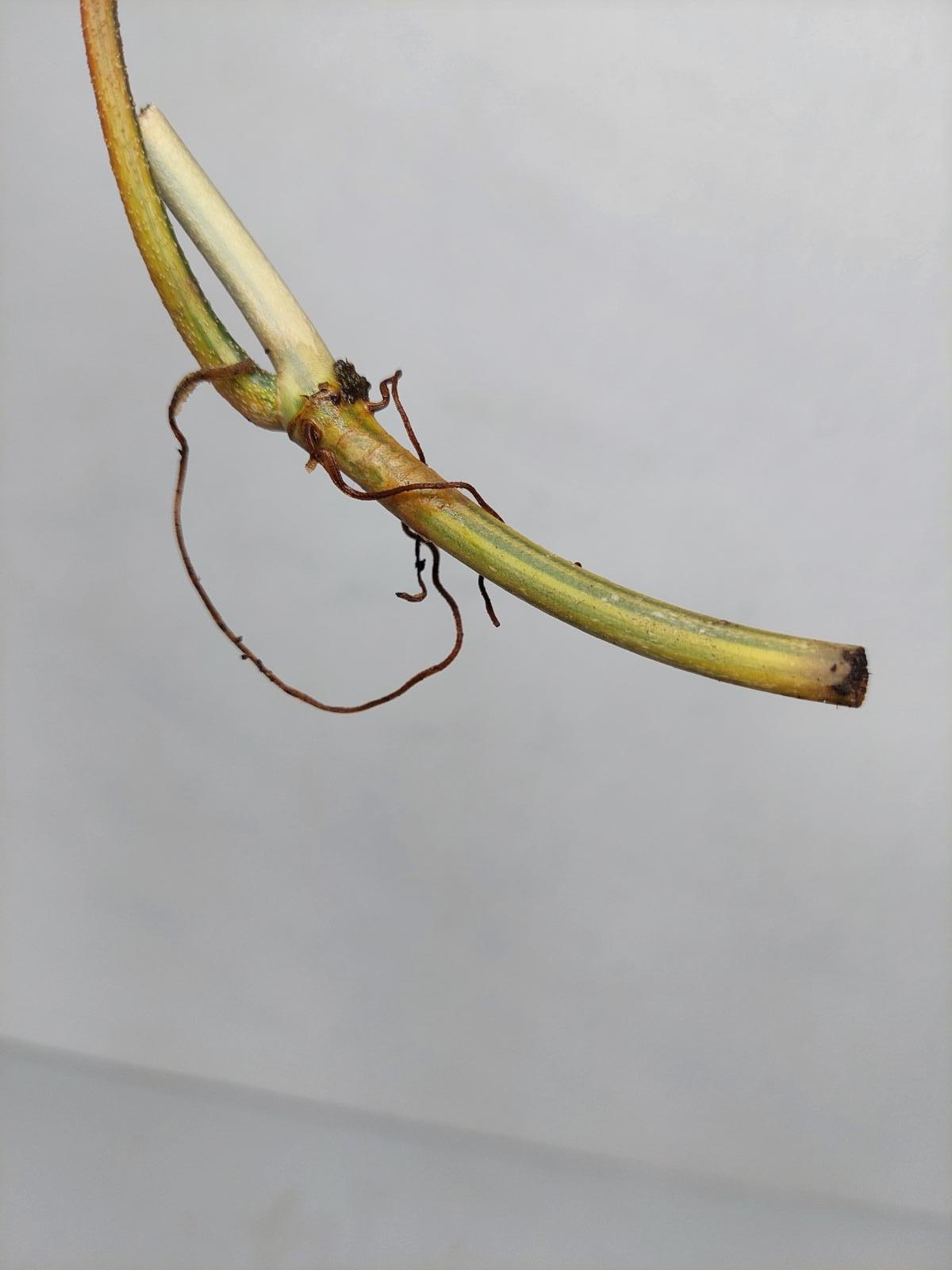 Philodendron Florida Beauty Steckling