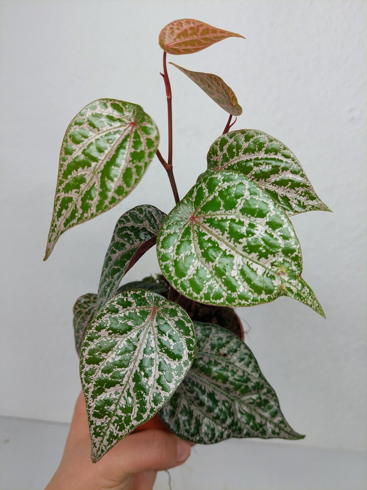 Piper Ornatum