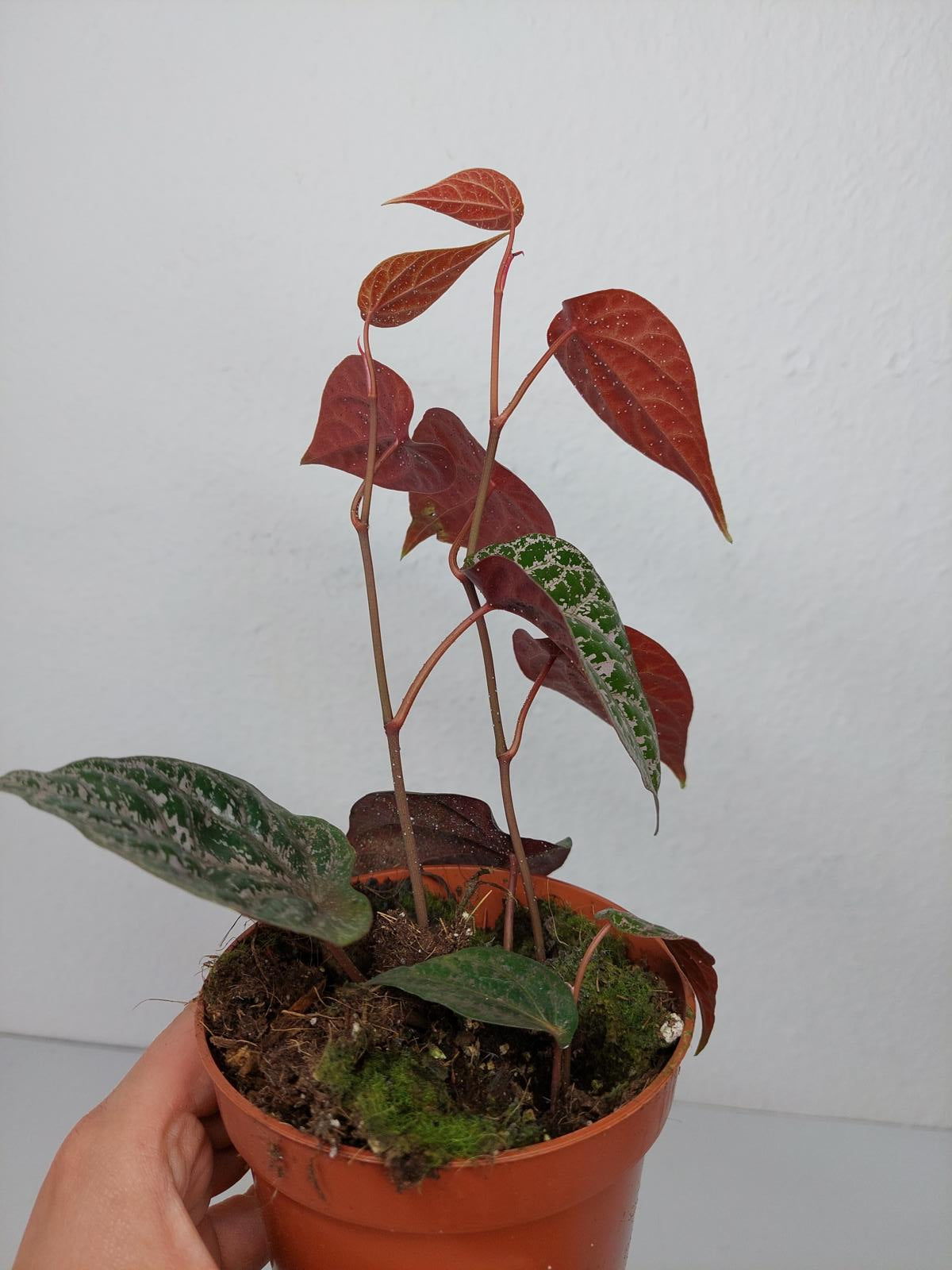 Piper Ornatum
