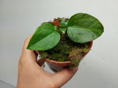 Anthurium Queen of Hearts
