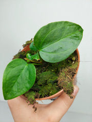 Anthurium Queen of Hearts