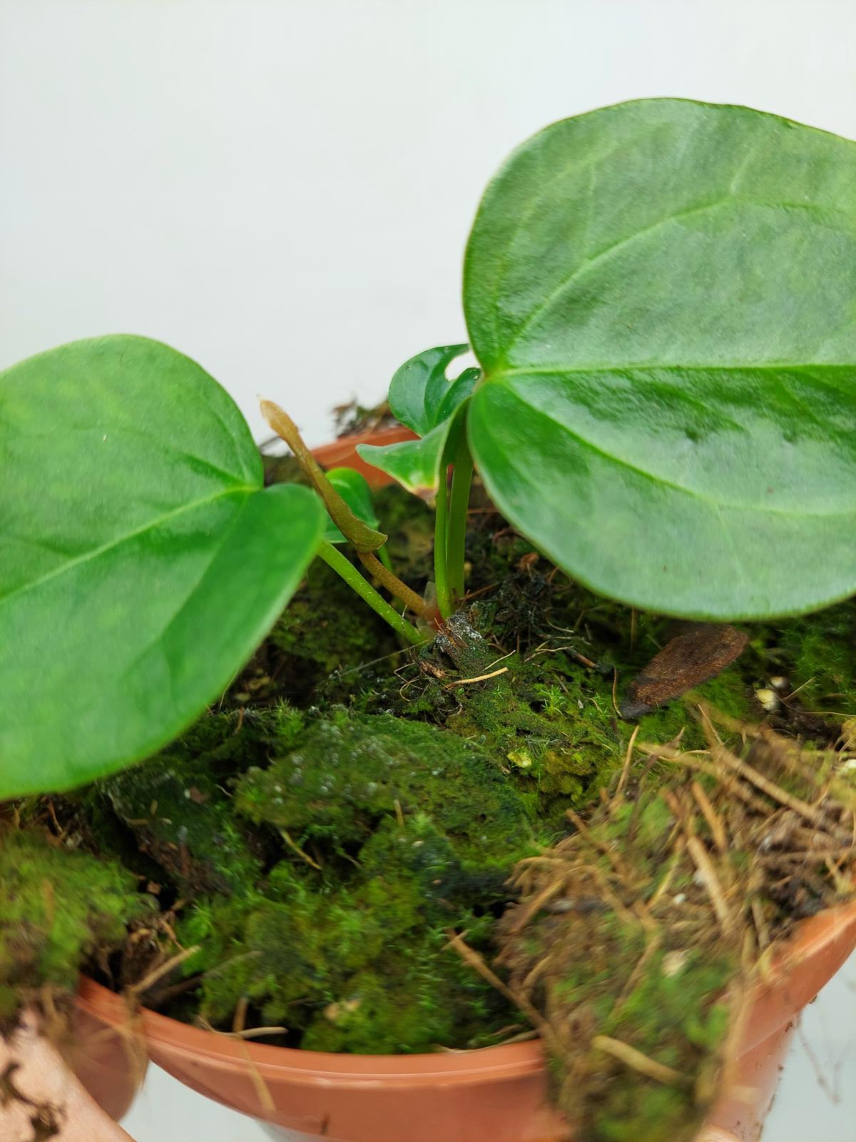 Anthurium Queen of Hearts