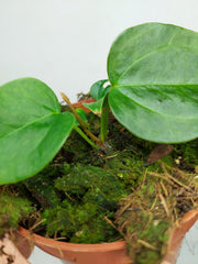 Anthurium Queen of Hearts