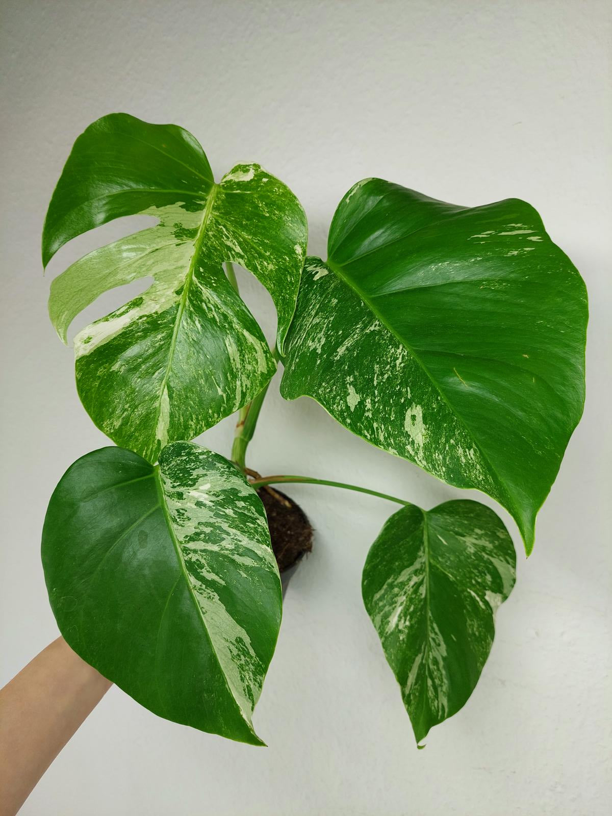 Monstera Variegata