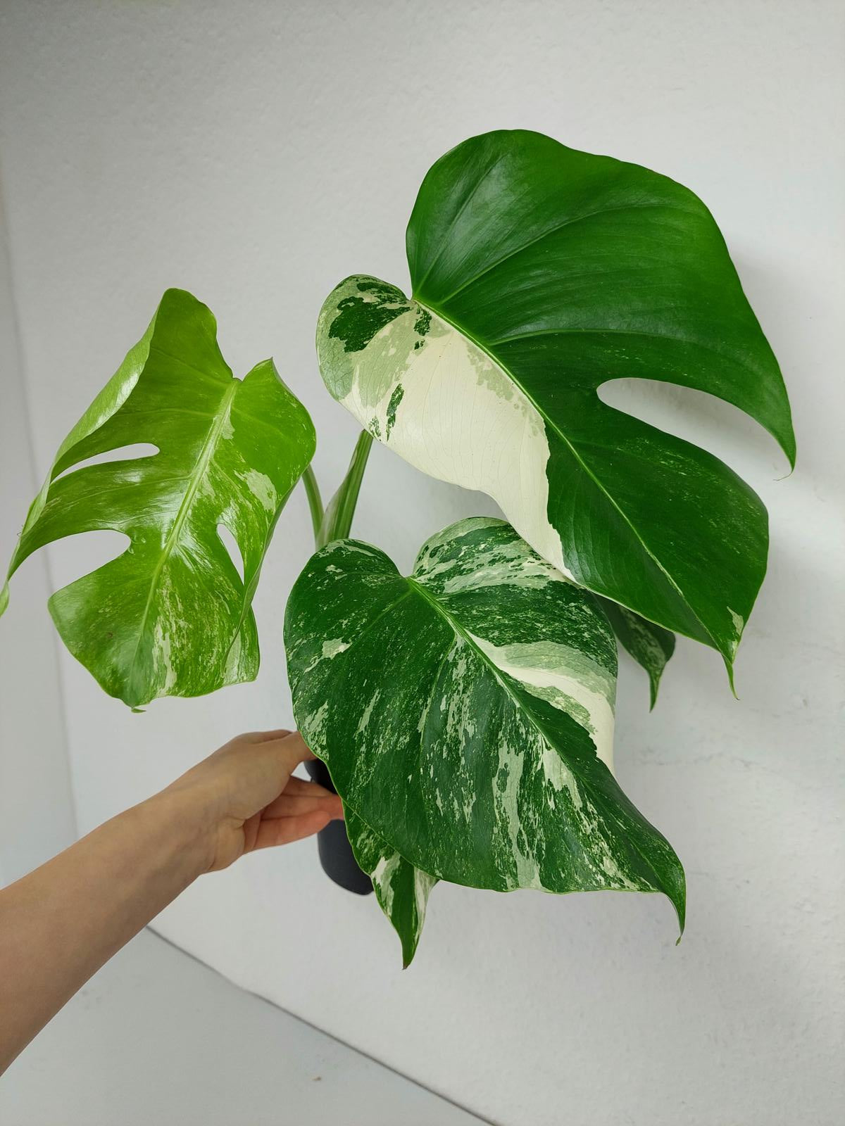 Monstera Variegata