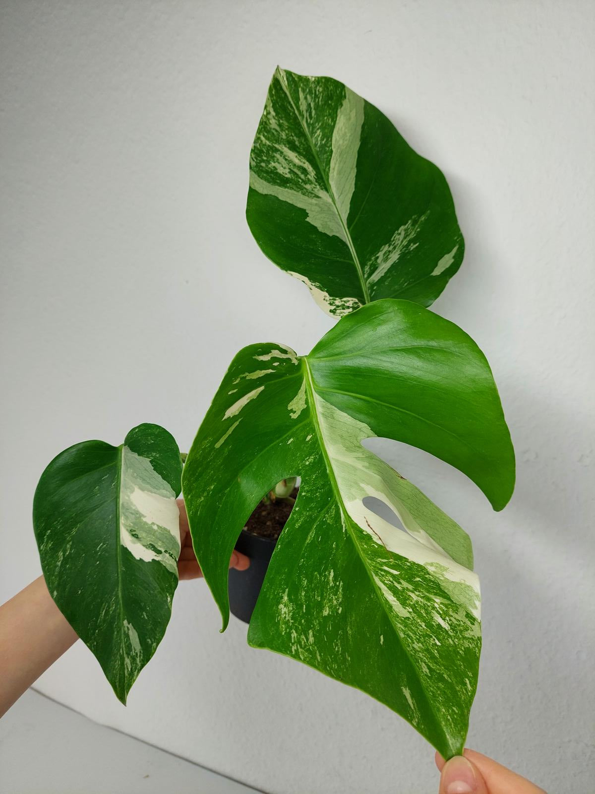 Monstera Variegata