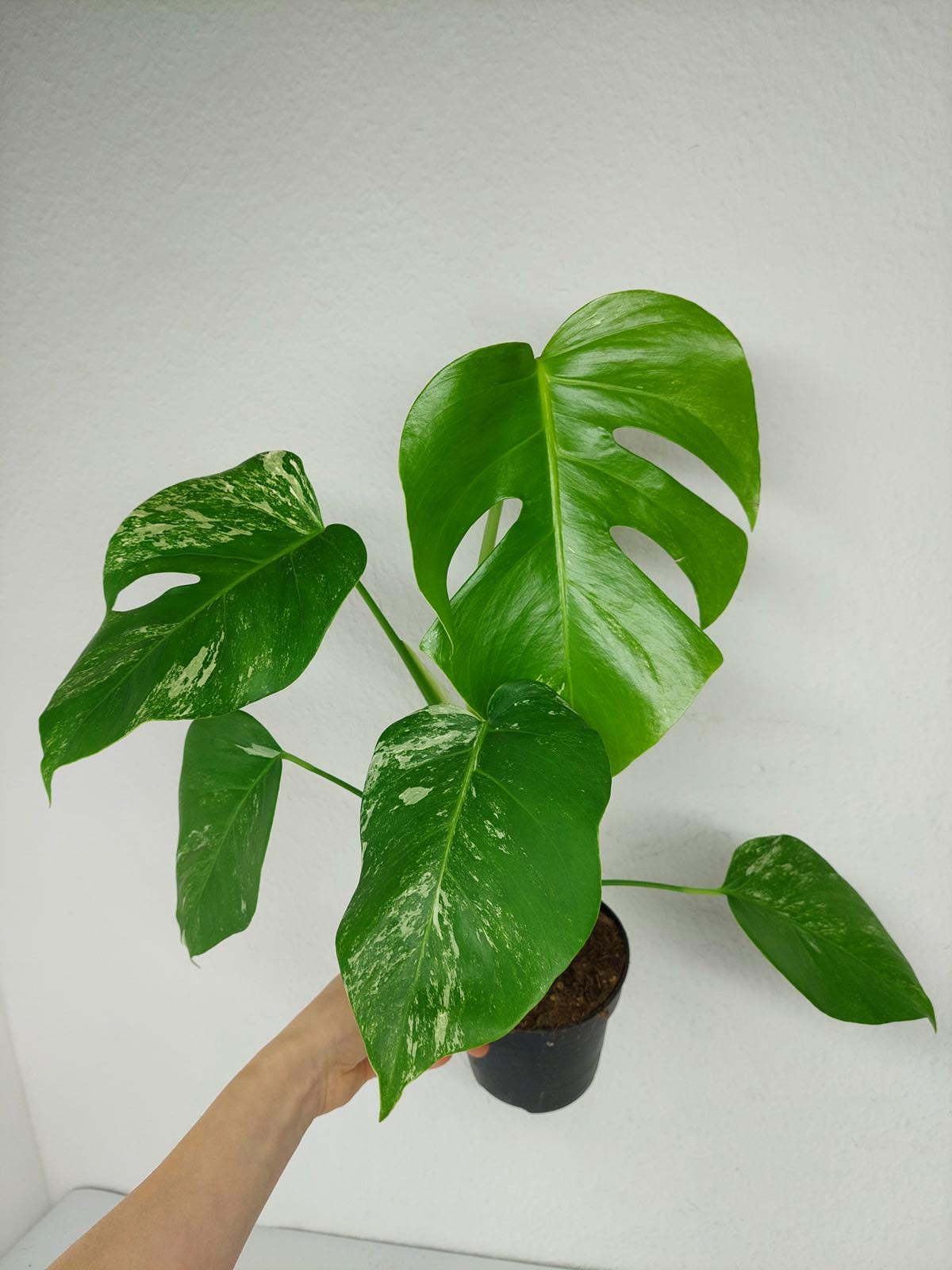 Monstera Variegata