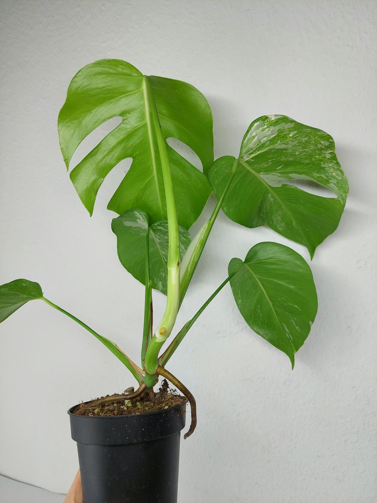 Monstera Variegata