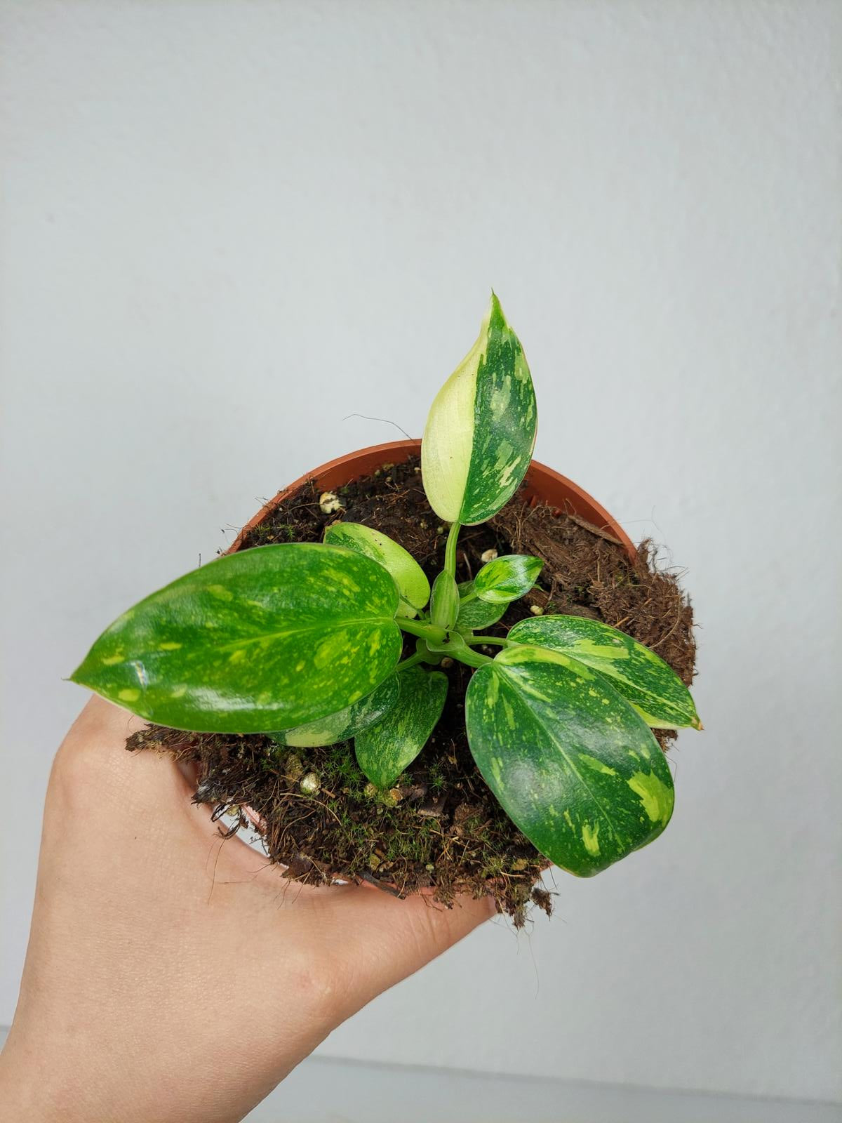 Philodendron Green Congo Variegata