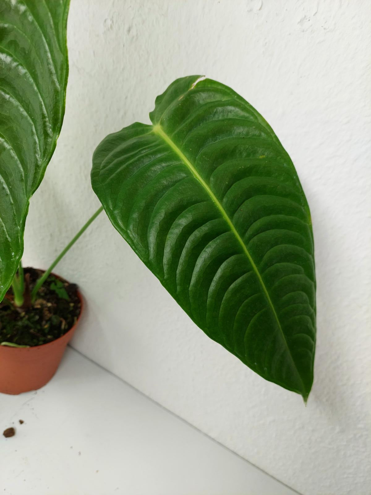Anthurium Veitchii Narrow Form
