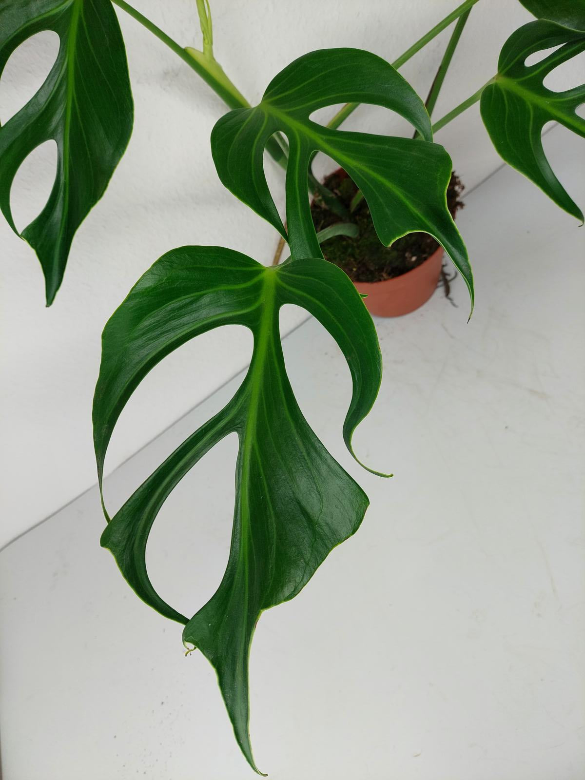 Monstera Burle Marx Flame Adult