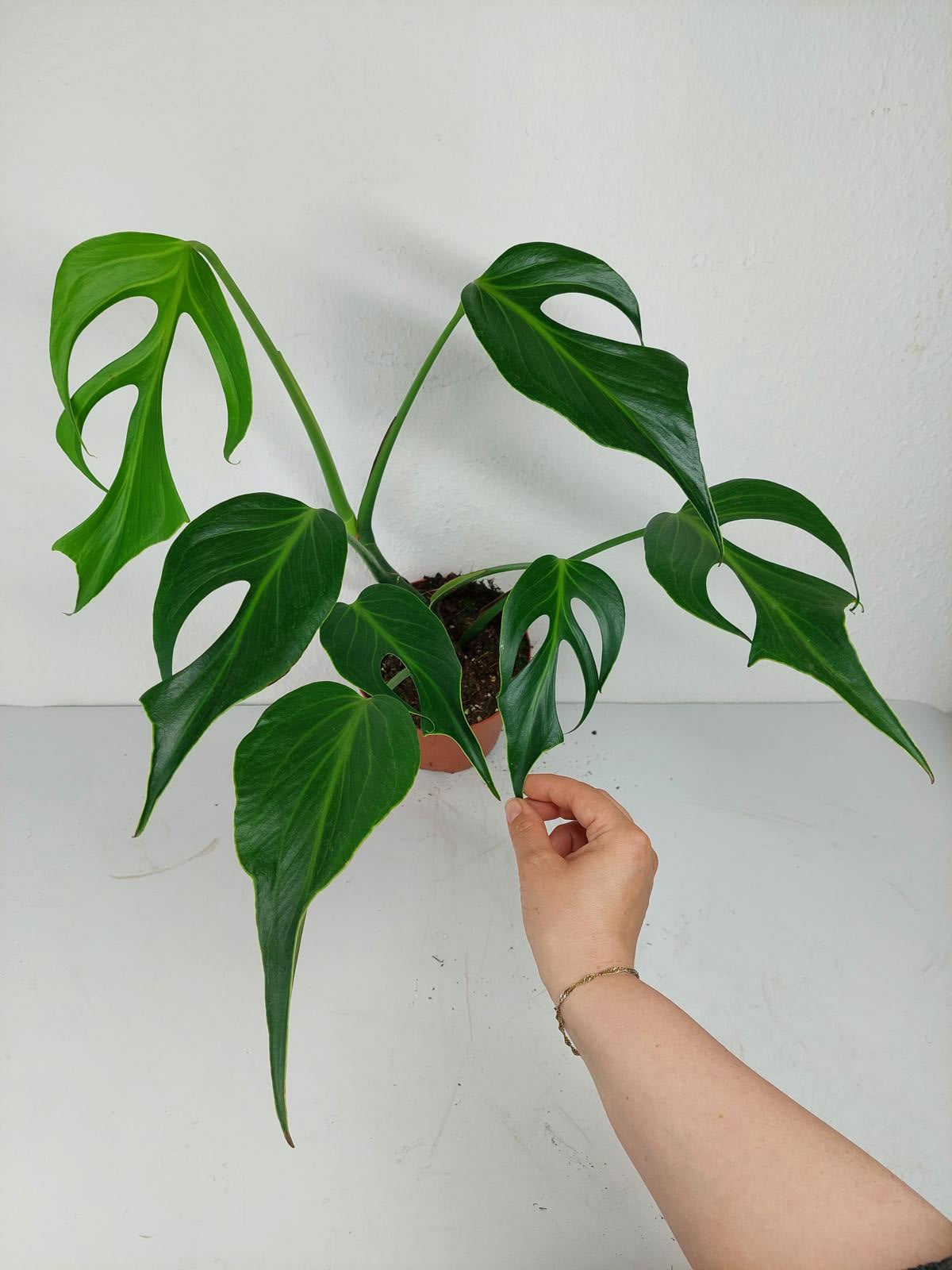 Monstera Burle Marx Flame Adult