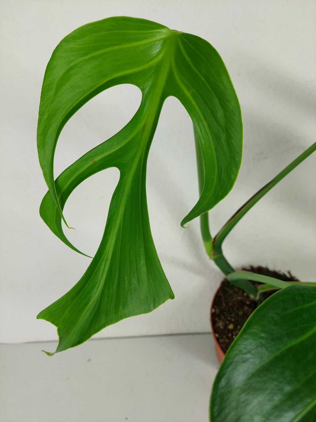 Monstera Burle Marx Flame Adult