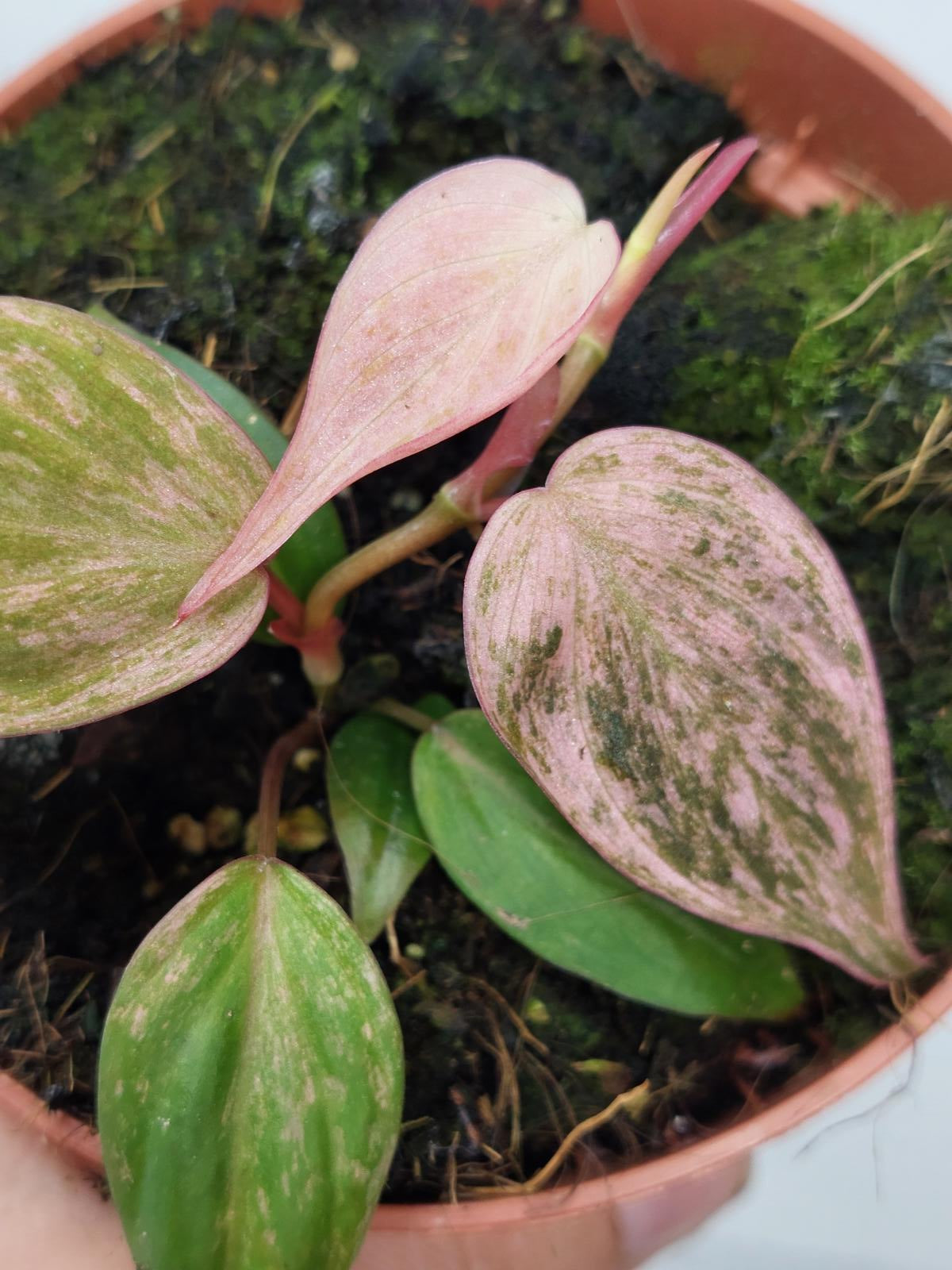 Philodendron Micans Variegata