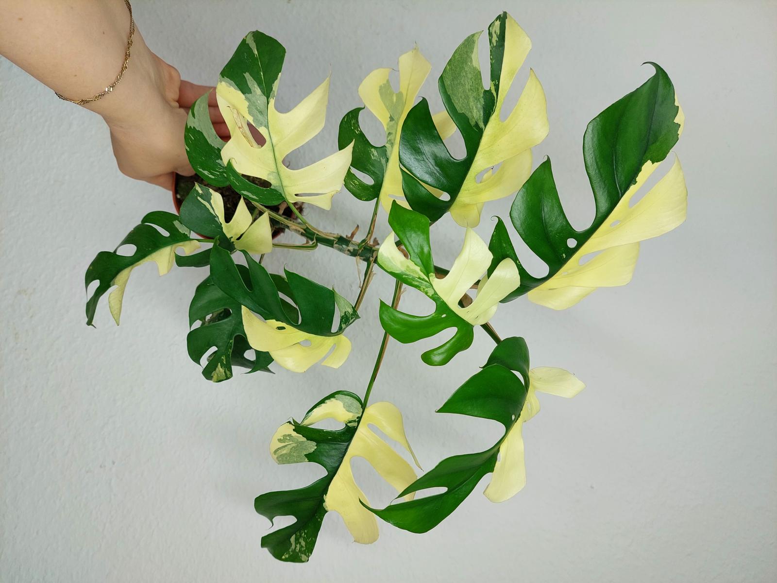 Monstera Minima / Raphidophora Tetrasperma Variegata