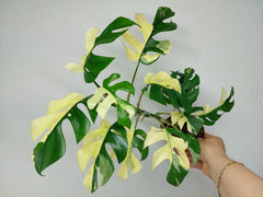 Monstera Minima / Raphidophora Tetrasperma Variegata