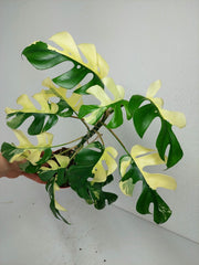 Monstera Minima / Raphidophora Tetrasperma Variegata