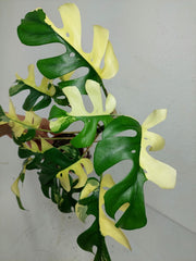 Monstera Minima / Raphidophora Tetrasperma Variegata