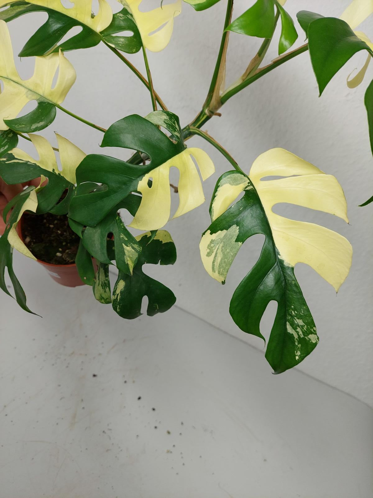 Monstera Minima / Raphidophora Tetrasperma Variegata