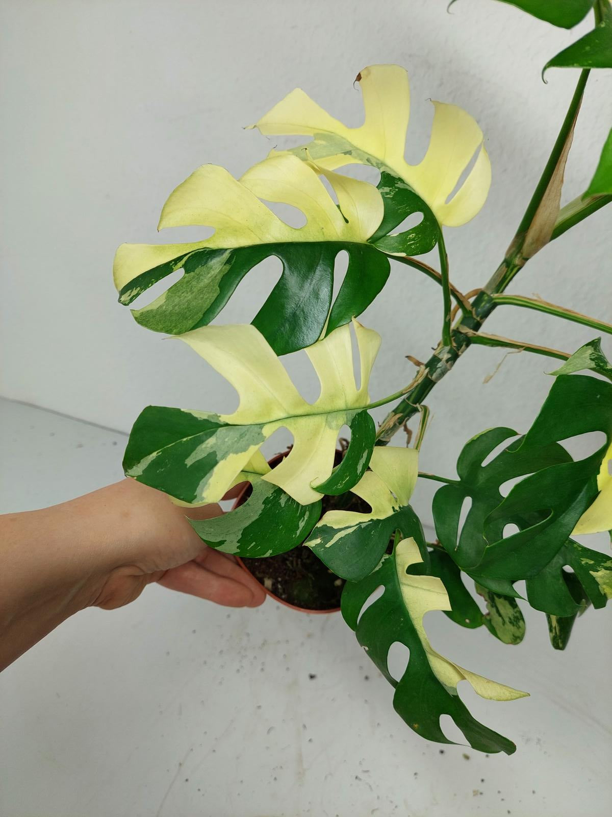 Monstera Minima / Raphidophora Tetrasperma Variegata