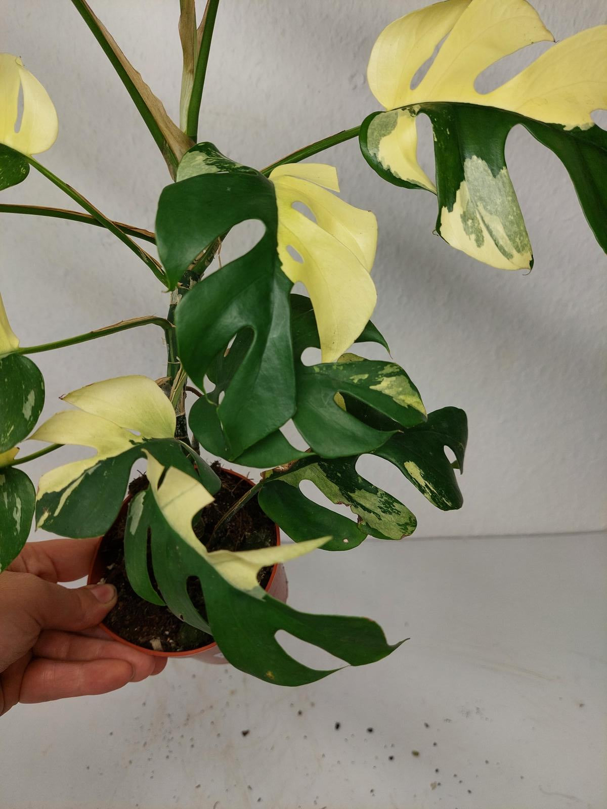 Monstera Minima / Raphidophora Tetrasperma Variegata