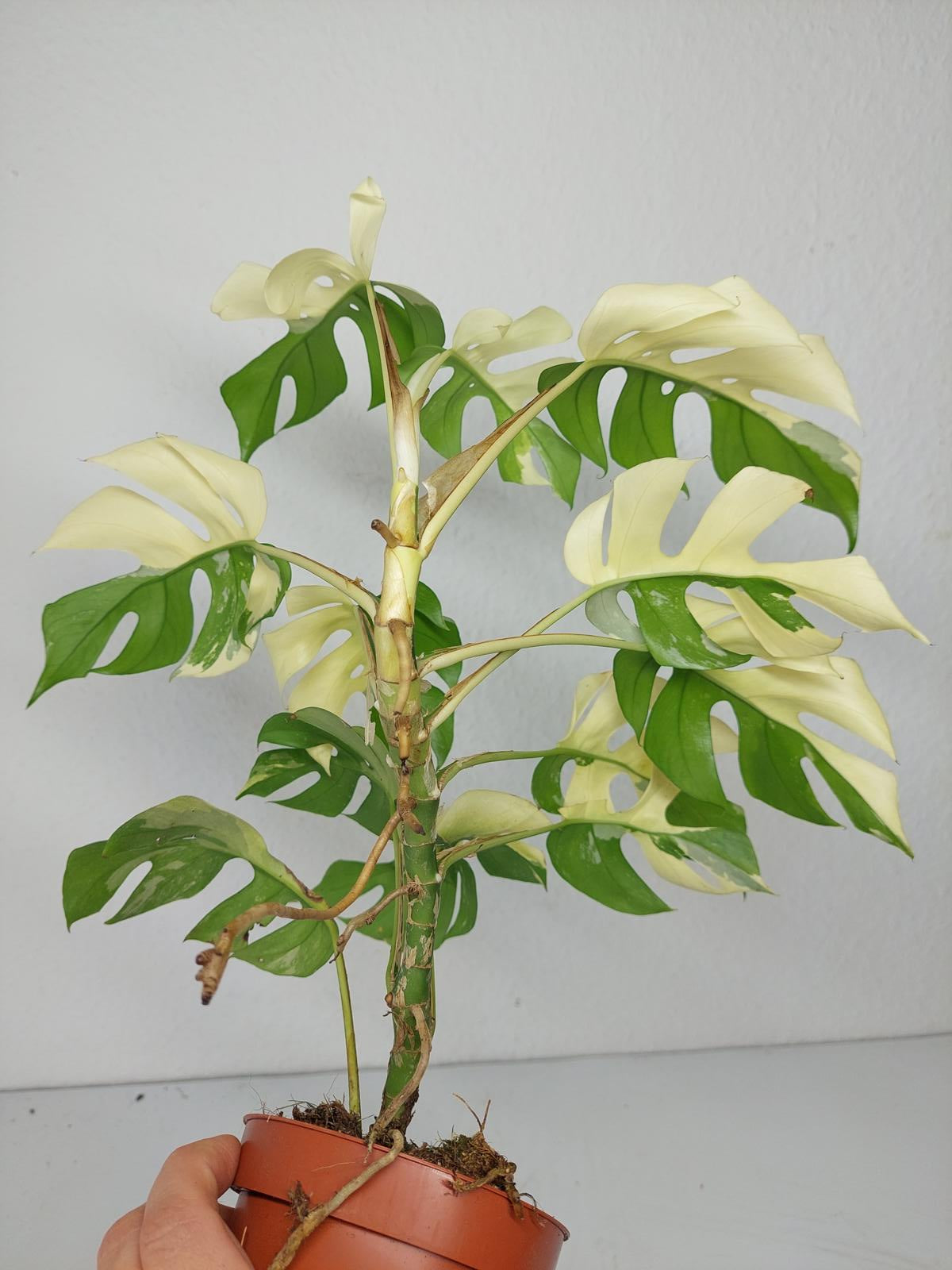 Monstera Minima / Raphidophora Tetrasperma Variegata