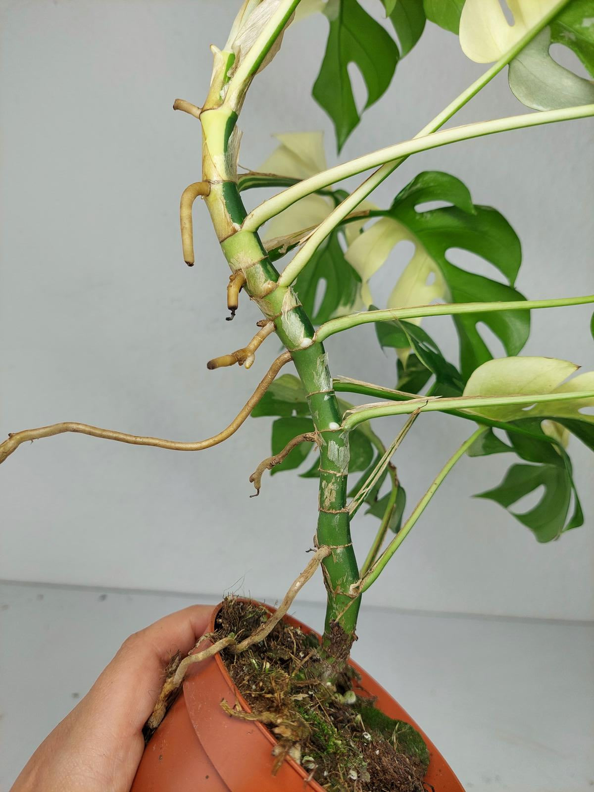 Monstera Minima / Raphidophora Tetrasperma Variegata